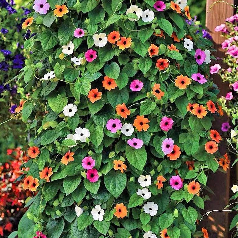 推荐4种“垂吊花”，看一眼就会喜欢上，家里养几盆，美如仙境