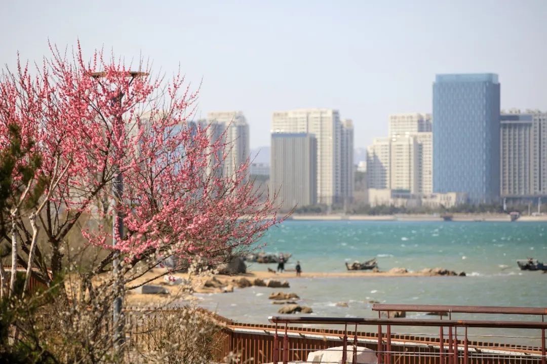 西海岸北国之春,期待春暖花开的西海岸