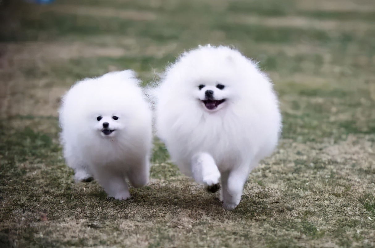 推荐6种狗狗,六种最常见的狗狗图片