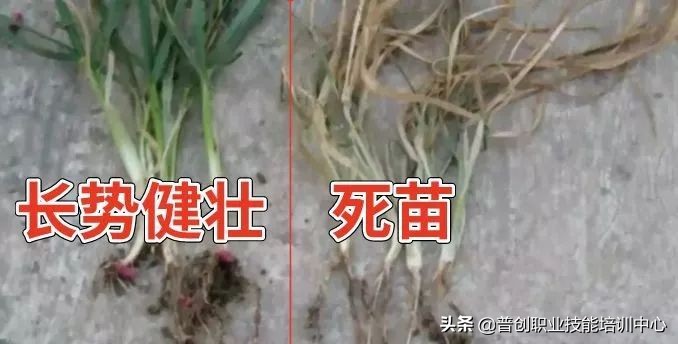 小麦种深了苗黄苗弱怎样补救管理,小麦旺苗冻害怎么补救