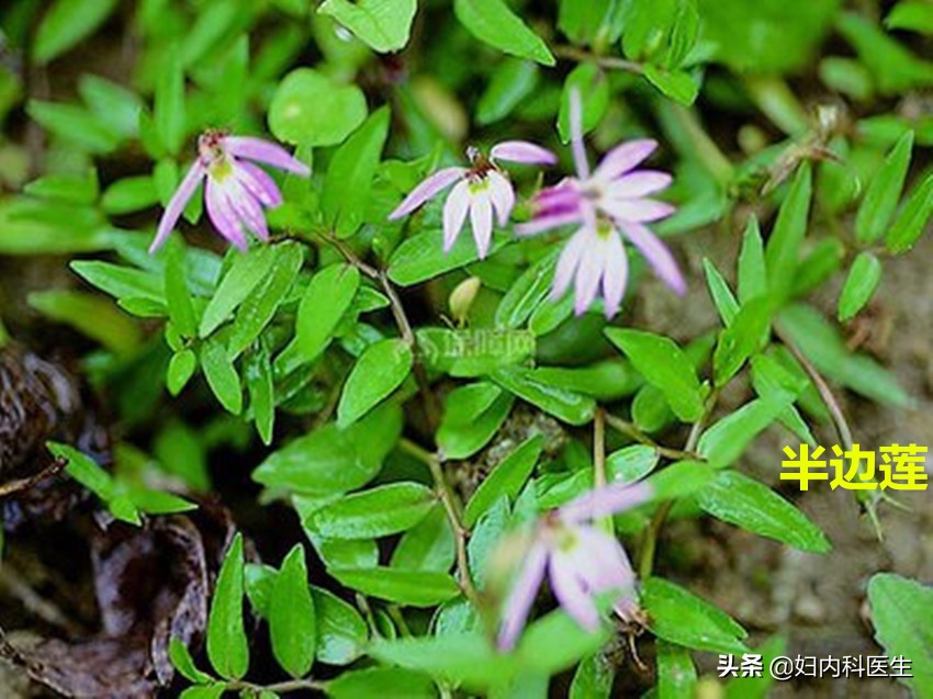 网友被毒蛇咬伤自救,被毒蛇咬伤如何自救原视频