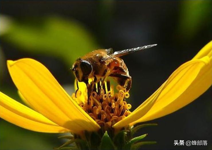 为什么有些人不吃蜂蜜,为什么有人不爱吃蜂蜜