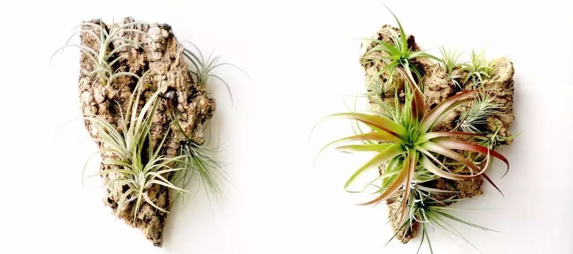 置爱｜植物1.0是种在盆儿里的，植物2.0都趴在墙上的