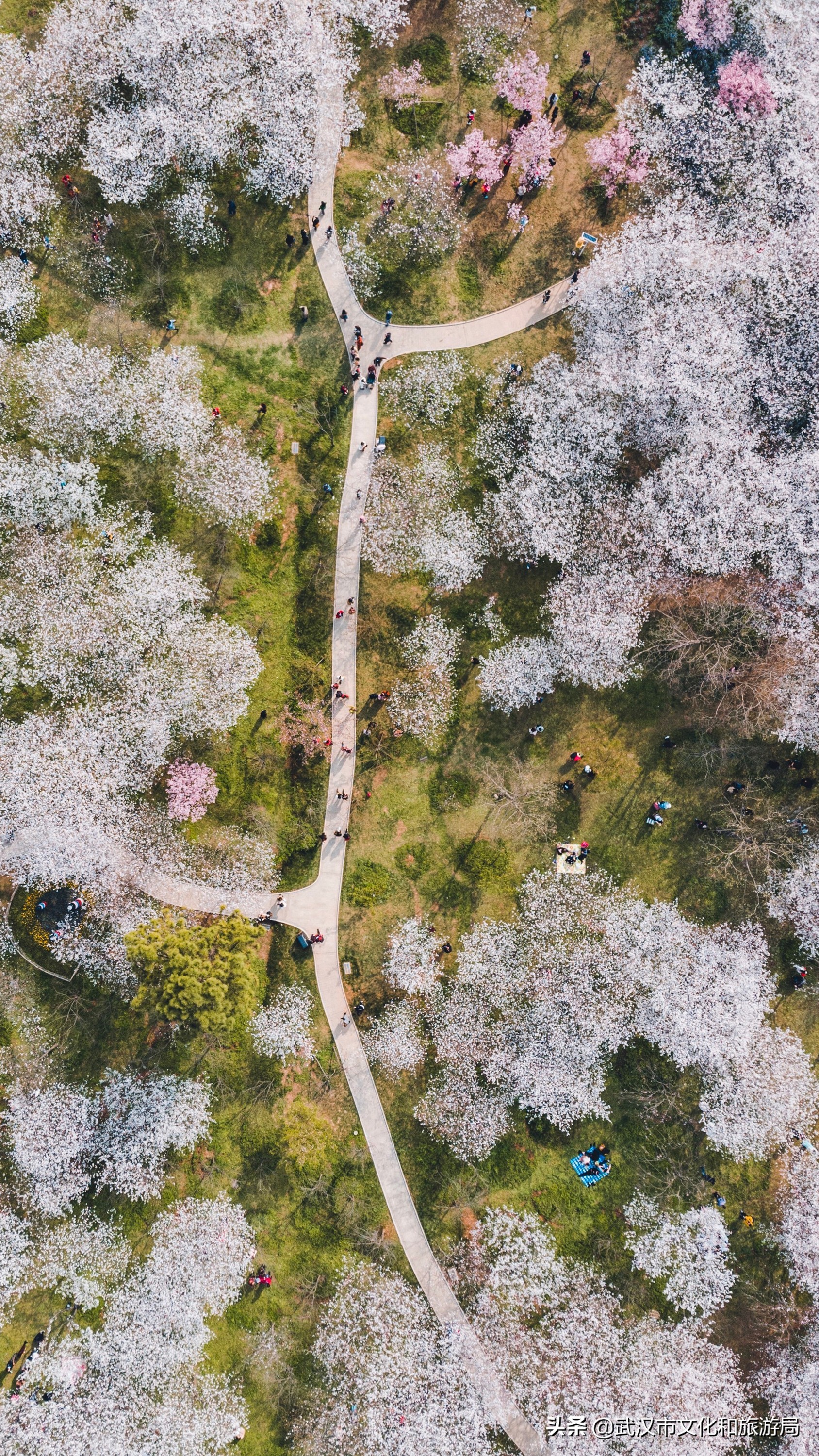 武汉东湖樱花门票,武汉看樱花的景点