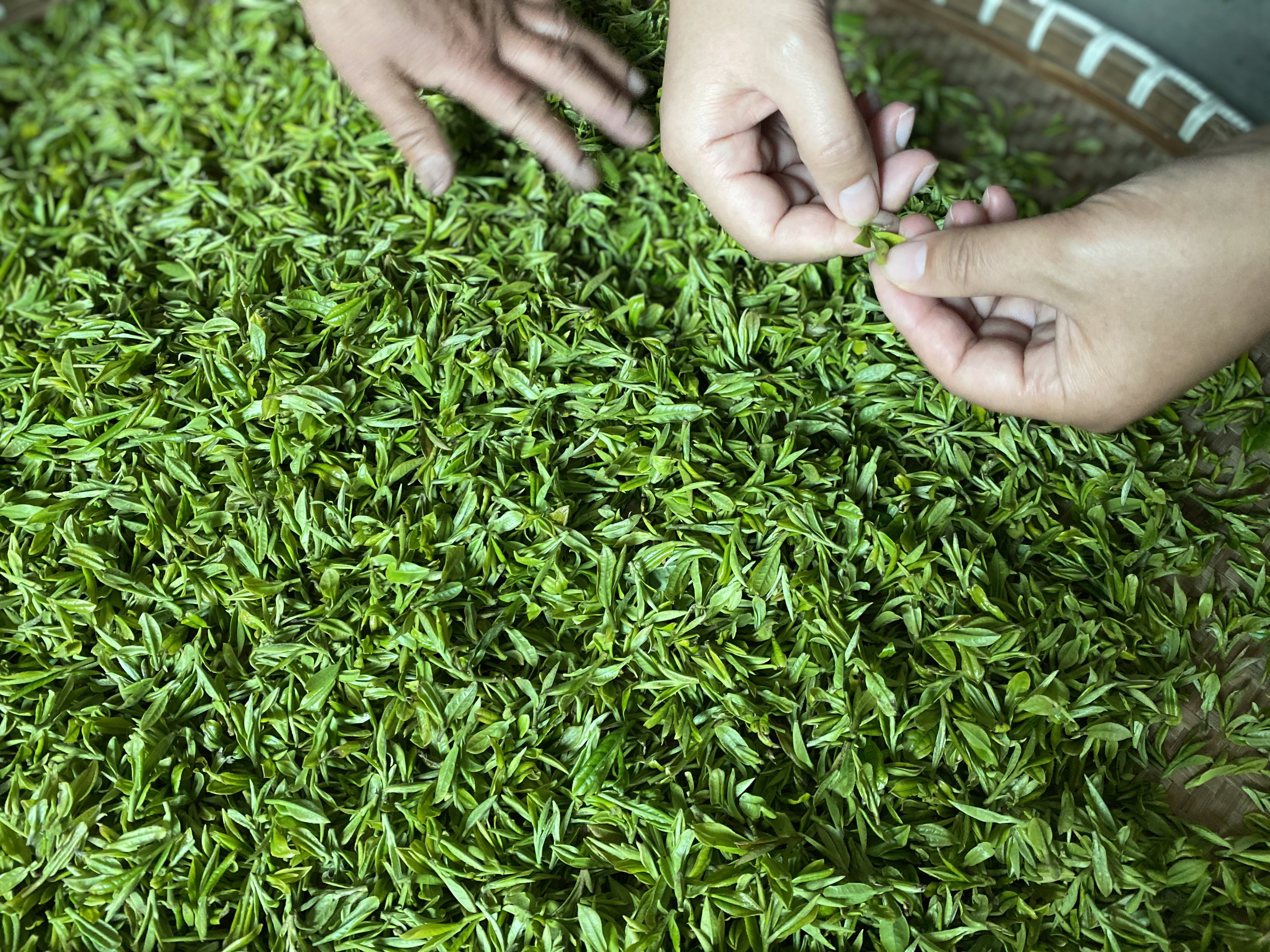 谷雨龙井为什么比明前便宜,龙井适合什么季节喝