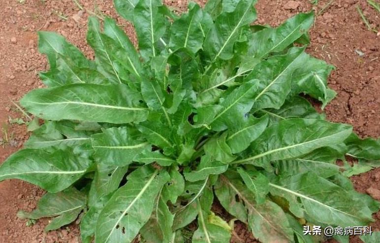 范老师谈养殖,鸡群感冒六种中草药帮你解决