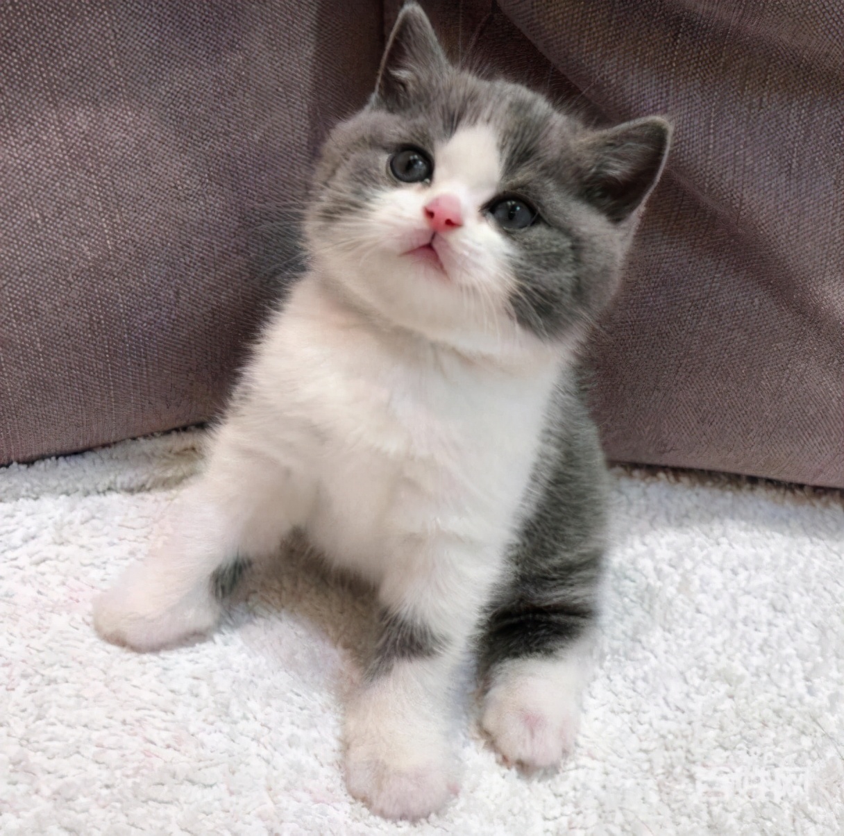 英国短毛猫养猫,英国短毛猫养猫知识