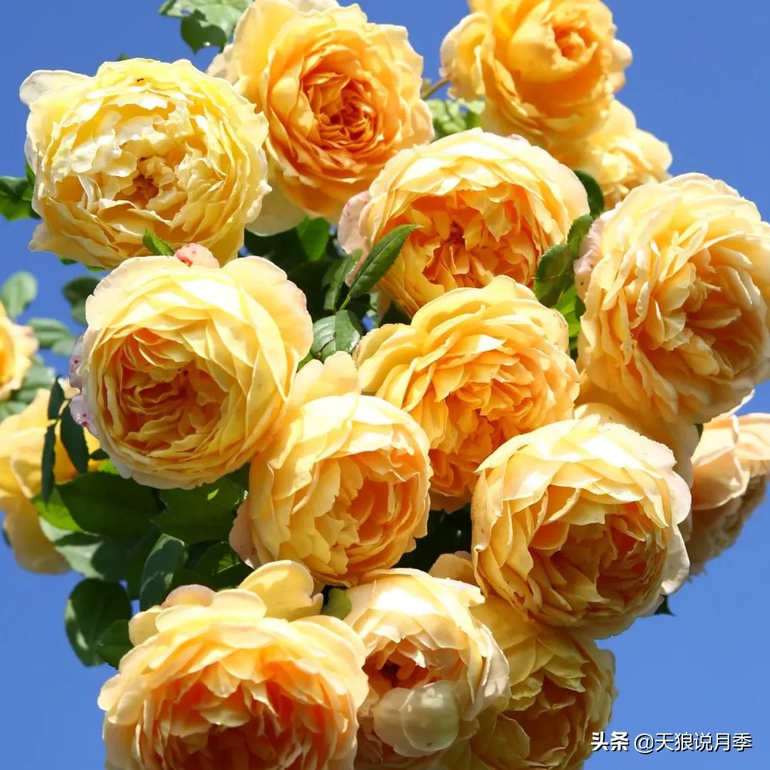 520你最想收到什么玫瑰,520这样的玫瑰你们喜欢吗