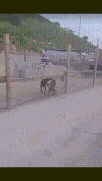 搞笑gif开心一刻满满的正能量,搞笑gif开心每一天