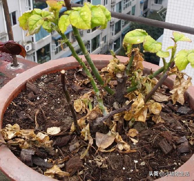 月季花是“药罐子”，常见10种病虫害，预防第一，救治第二