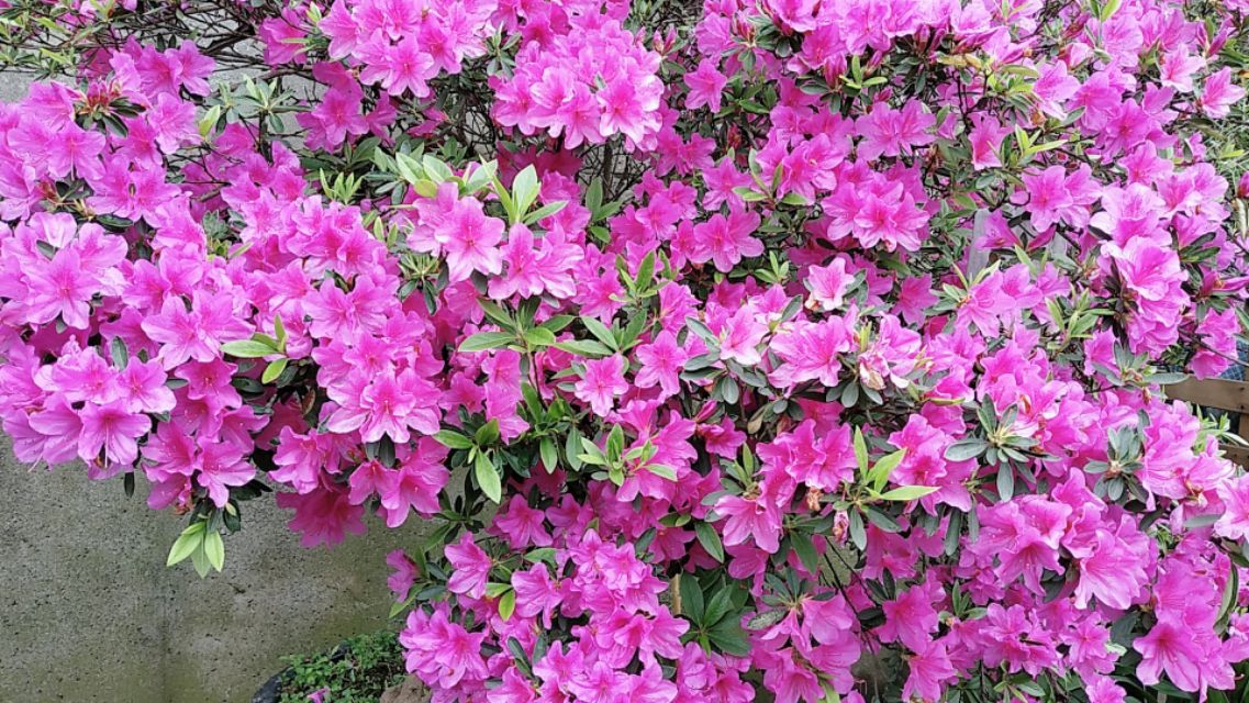 为什么有人喜欢养花,为什么这么多人喜欢养花养鱼