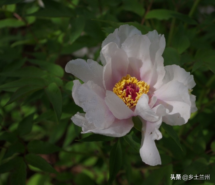 芍药花开的季节等你欣赏,芍药花开如诗如画