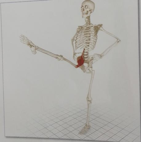 不懂健身动作练到的肌肉,锻炼髂腰肌最有效方法图解