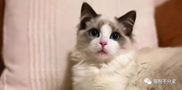 清理猫毛小妙招百洁布,怎样清理猫屎