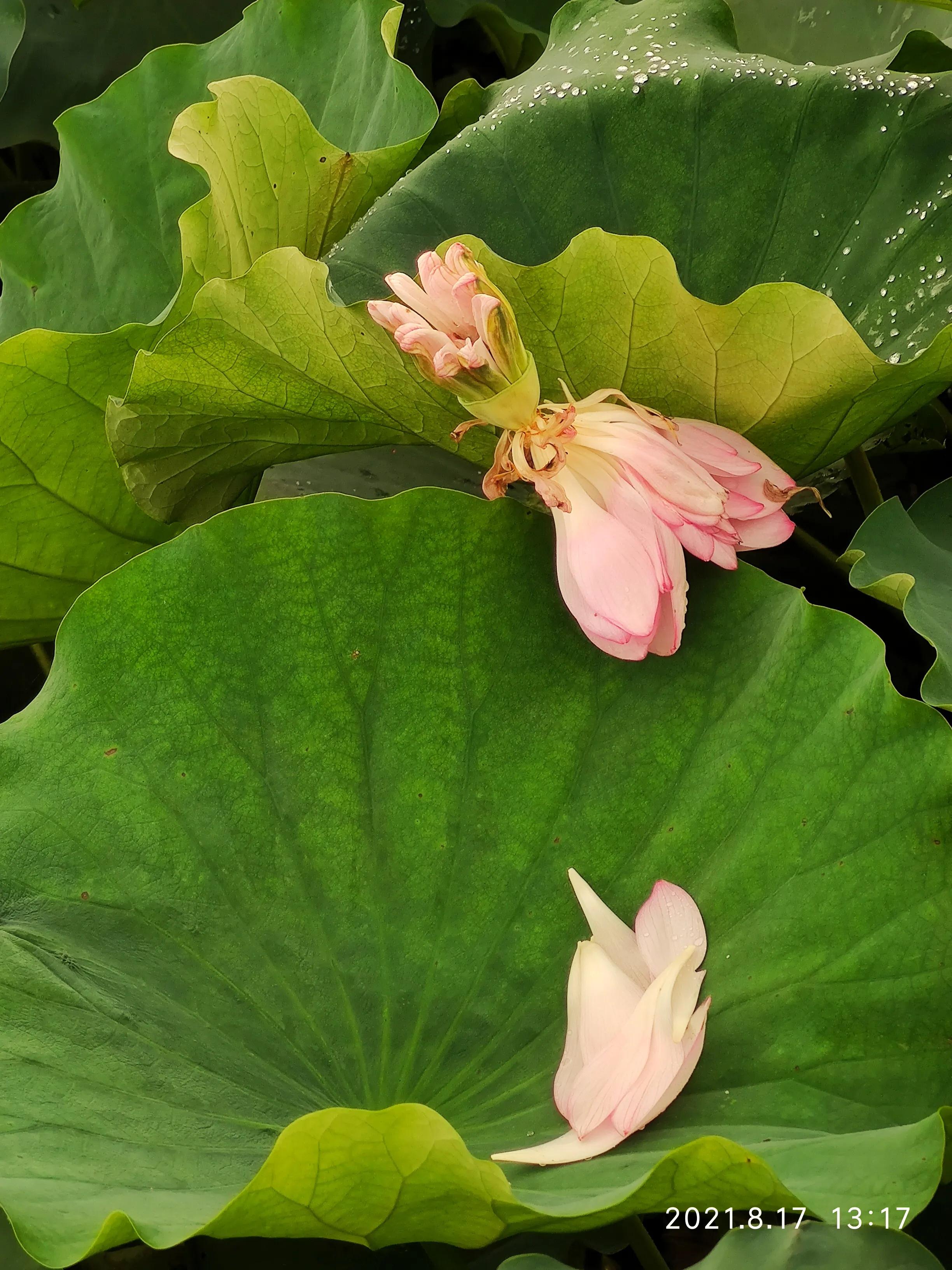 手拍世界投稿,手拍世界作品专集