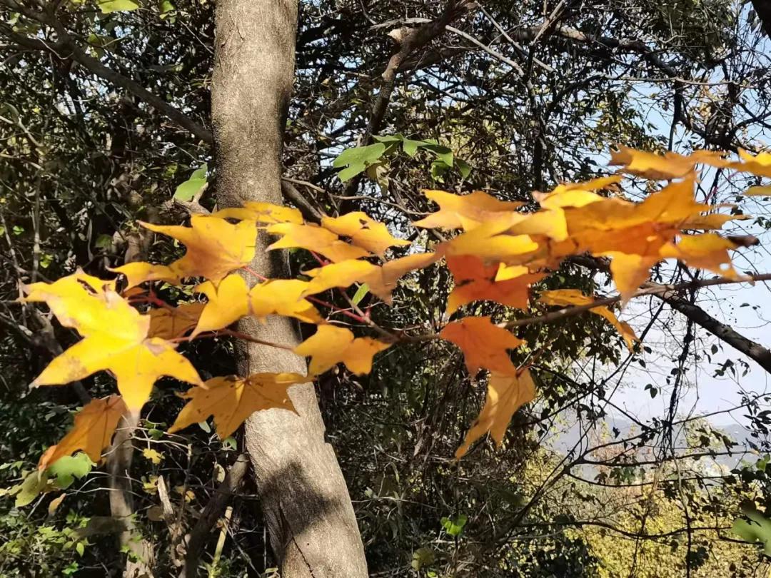 行走｜物华天宝宝华山