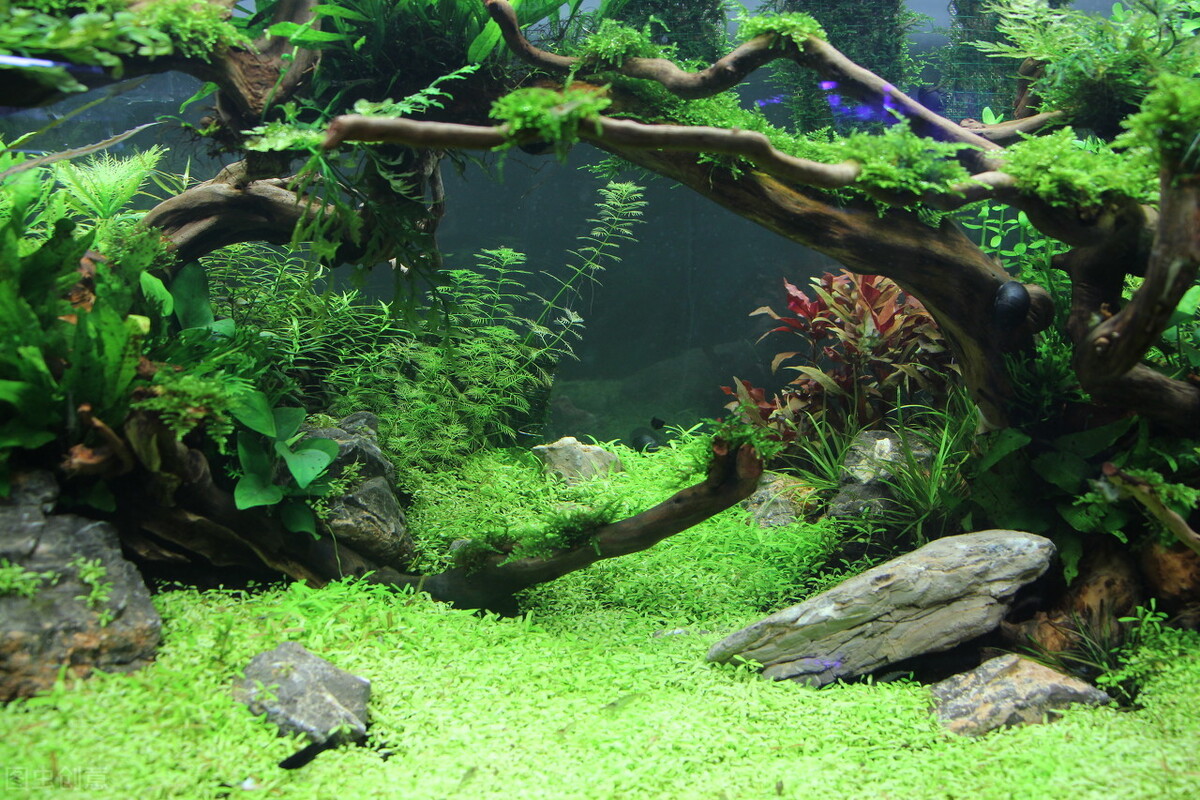 鱼缸养水草的主要作用是什么,鱼缸哪种水草好养养不死