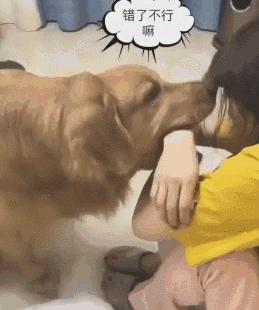 网评“无攻击性”的3种狗，性格温顺，养过的人都懂