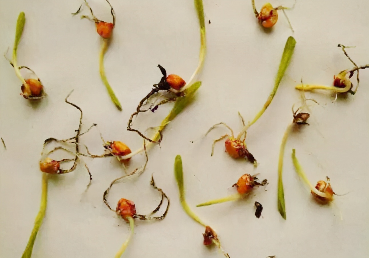 大雨后玉米发霉了怎么办,雨后玉米苗枯萎补救