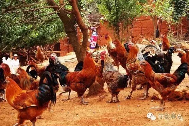 全世界的鸡都在这了，有你认识的吗？