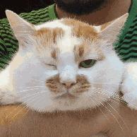 盘点猫咪中最可爱的,这些猫咪小时候多可爱长大有多帅