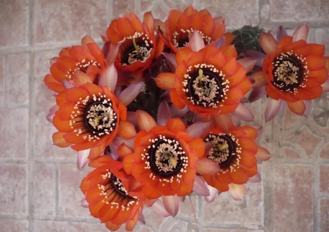 100种仙人球花图片,100种仙人球的品种视频