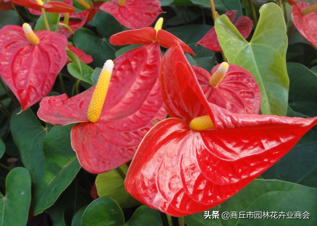 红掌怕热还是怕寒,红掌怕冷吗