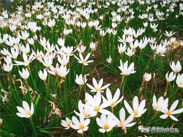 你见过如此珍贵的兰花吗,带你了解兰花