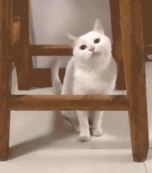 明明绝育了但是还是怀孕了的猫,明明是已经绝育的公猫