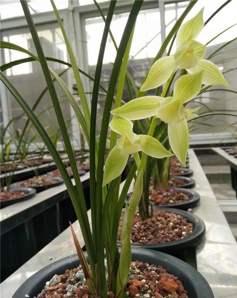 通江早年下山的一颗春剑素荷，后来成为传世名品