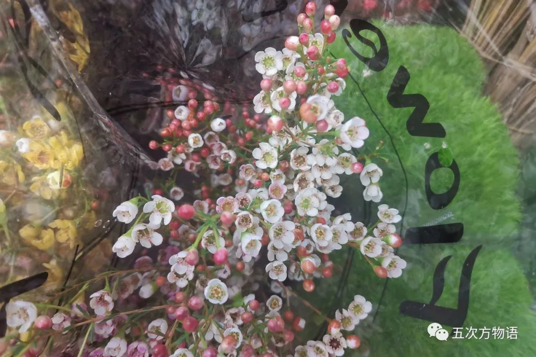 鲜切花都有哪些品牌,花卉市场买的月季不知道品种