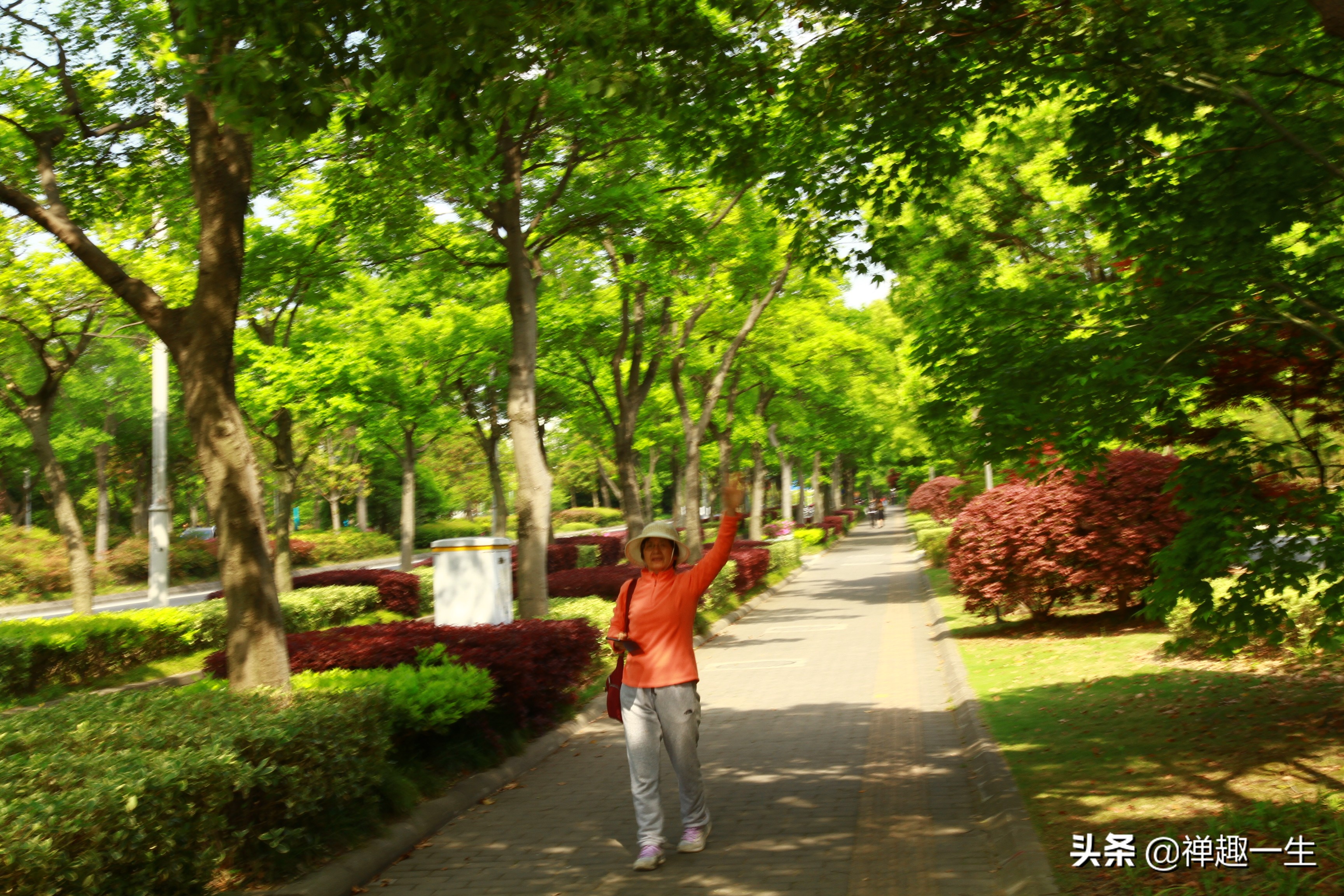 九曲江湾，十里湿地，鸟语花香，沪上最美中心城区，您去过吗？