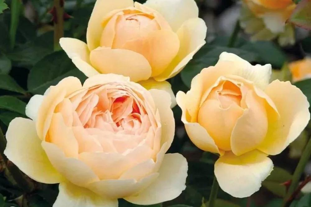 花店常用玫瑰花品种大全,一篇文章带你认识三亚40种花