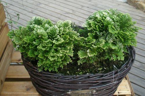 卷柏能养成盆景，叶子却总爱“打卷”，这几点养护技巧都做到了吗