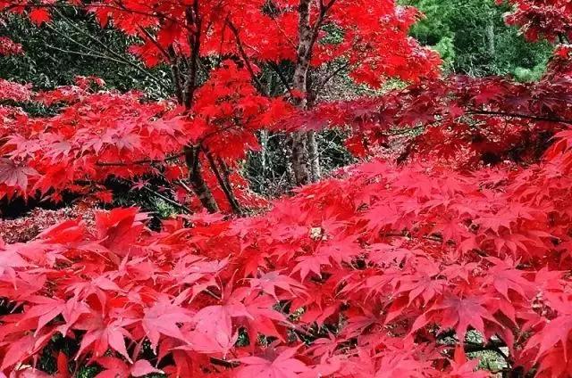 云南适合深秋游玩的地方,云南的秋天适合去哪些景点