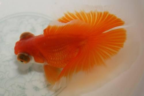 冷水鱼怎么养才能养好鱼,养冷水鱼怎么保持水质