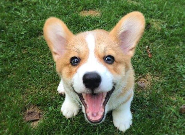 柯基难饲养的几个原因分析,饲养柯基的注意事项