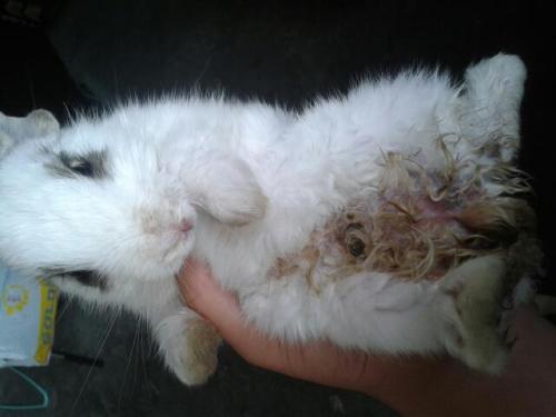 关于兔子有什么迷信吗,兔子误区