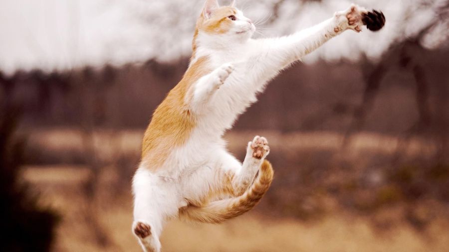 飞猫三种形态,终极飞猫飞行视频