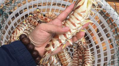 杨倩喜欢吃的油焖大虾怎么做,杨倩油焖大虾