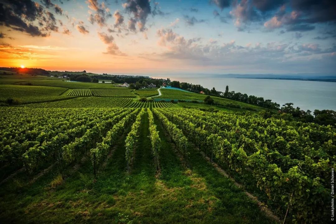 德国葡萄酒怎么选择,德国葡萄酒好吗
