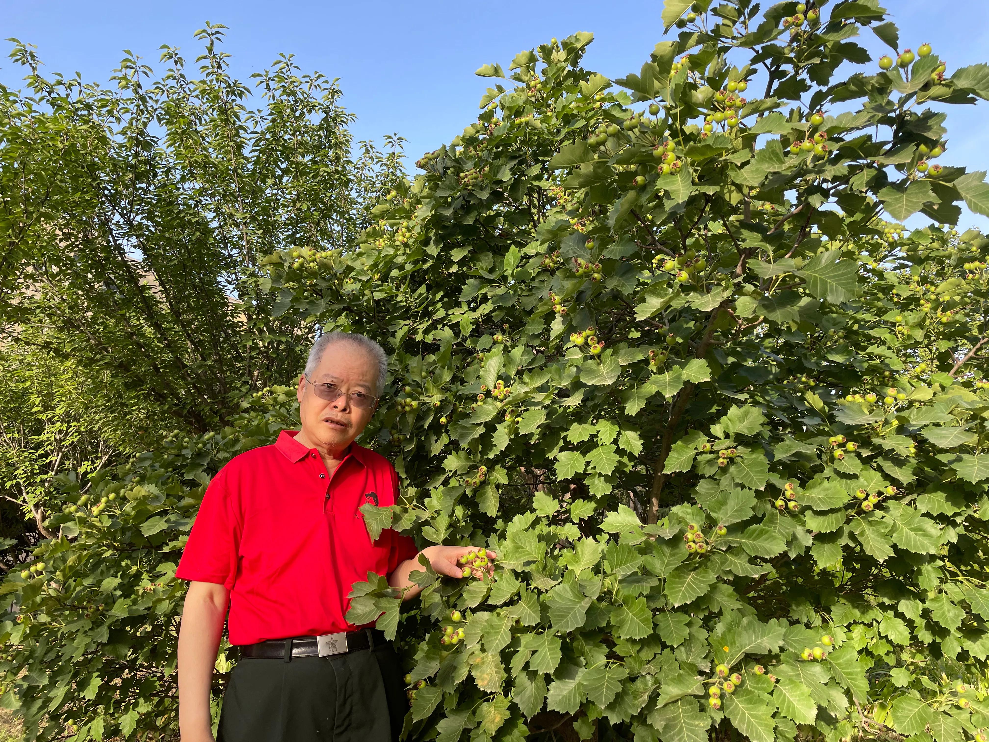 山楂的功效与作用吃法和做法,山楂的功效和作用