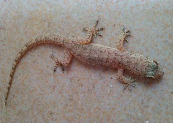 壁虎为什么称为五毒之首,壁虎为什么是五毒之一它有毒吗