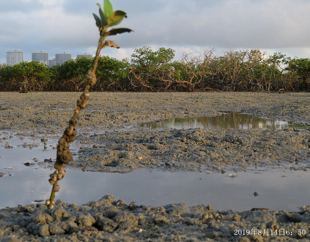 痛心！北海红树林不设防，任你踩任你挖
