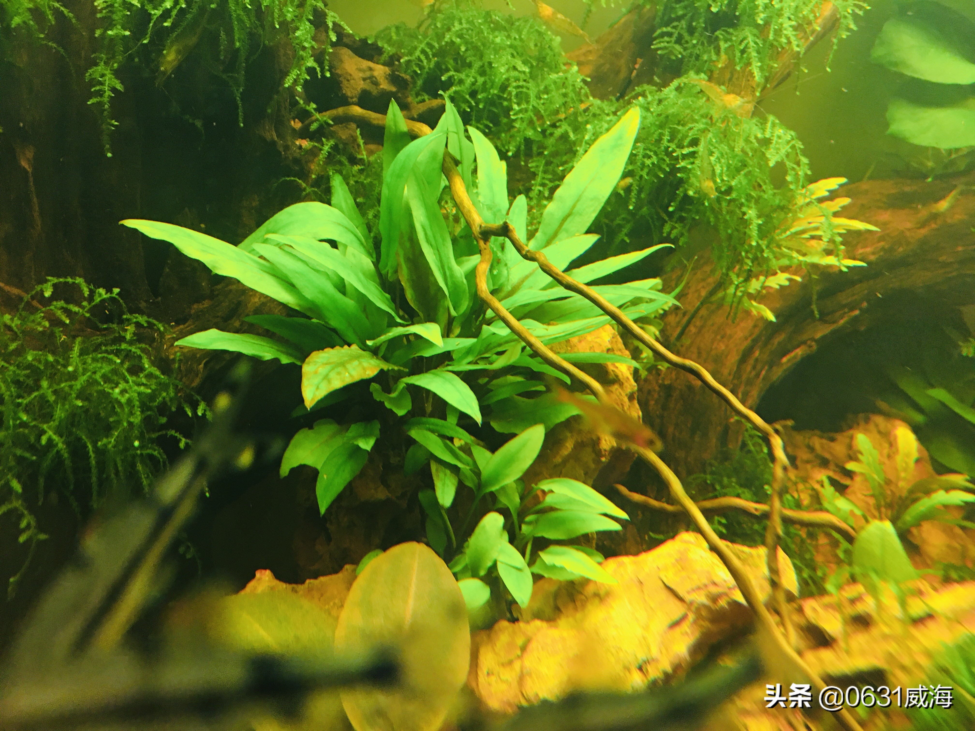 掌握好这五点养好金鱼根本就不难,养金鱼的技巧和方法合集