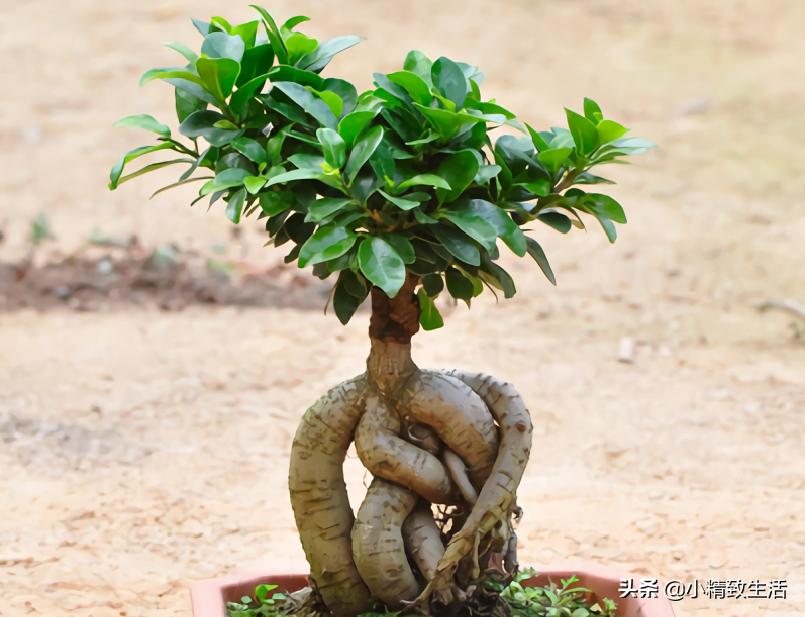 参榕是怎么养成的,养人参榕树用什么土
