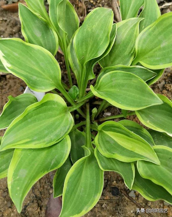 玉簪花不晒太阳可以开花吗,玉簪花是常绿植物吗