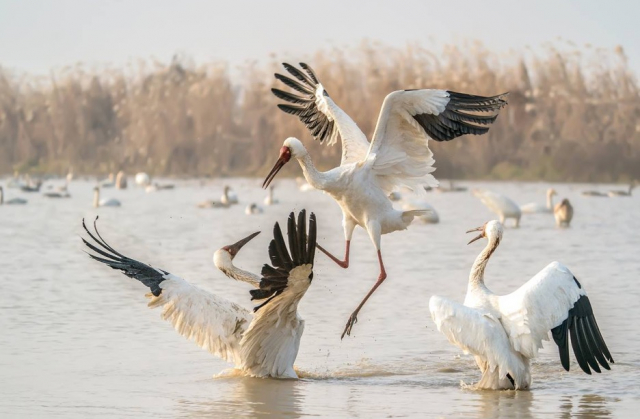 索尼alpha9ii上手初体验,索尼alpha9