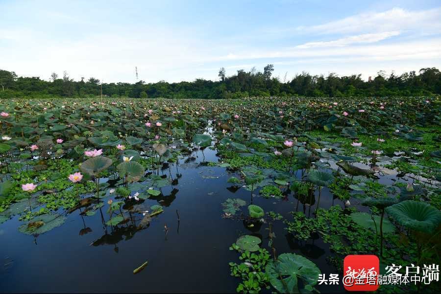 海口五源河湿地公园,海南海口五源河国家湿地公园