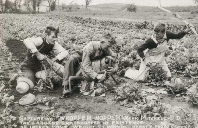 美国蝗灾最新真实视频,以前的蝗虫灾害都是怎么治理的